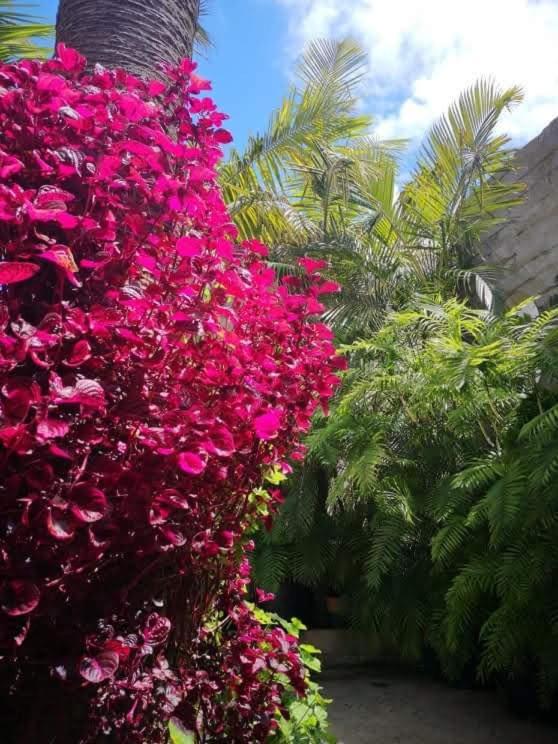 Villa Pitta ポルト・サント島 エクステリア 写真